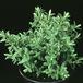 Hebe buxifolia 1859
