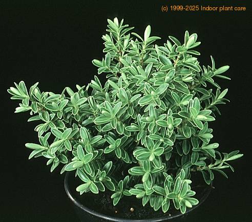 Hebe buxifolia 1859