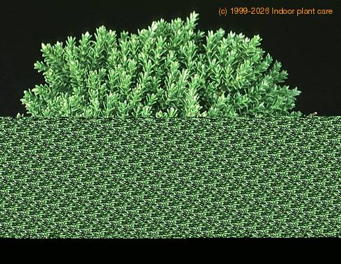 Hebe -Green globe- 1858