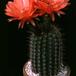Helianthocereus huascha v roseiflorus 35