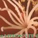 Helianthocereus huascha v roseiflorus add1 40