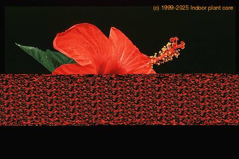 Hibiscus sp. 2063