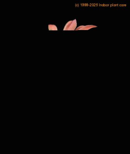 Hildewinteria aureispina2 flo