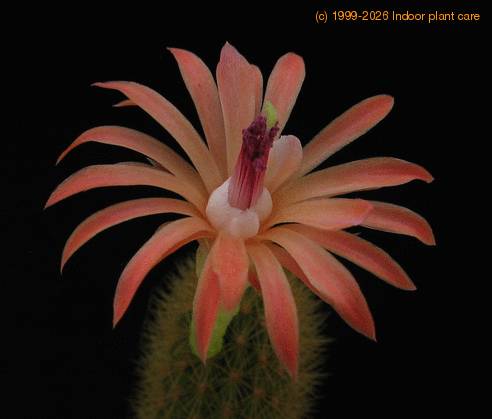 Hildewinteria aureispina3 flo