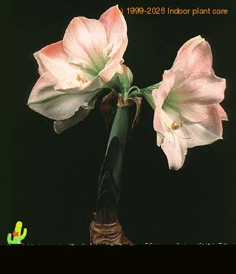 Hippeastrum amaryllis  2040