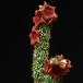 Hoodia bainii 1
