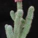 Hoodia bainii