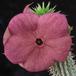 Hoodia bainii flo