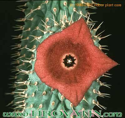 Hoodia bainii flower 1103