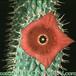 Hoodia bainii flower 1103