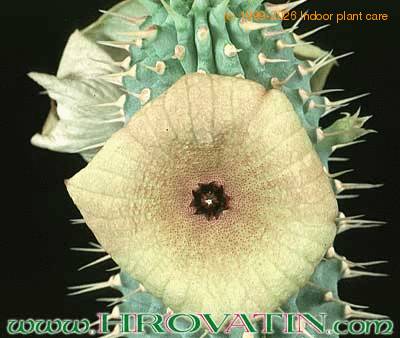 Hoodia bainii flower 1105