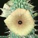 Hoodia bainii flower 1105
