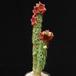 Hoodia bainii SIb