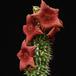 Hoodia bainii SIPP2010
