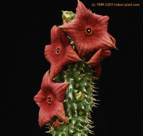 Hoodia bainii SIPP2010