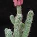 Hoodia bainii SIs
