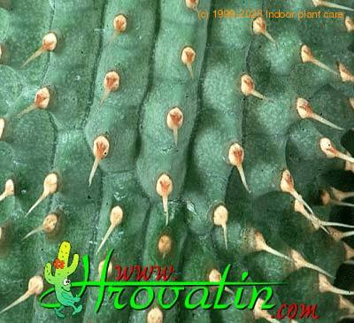 Hoodia bainii thorn 1103a