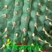 Hoodia bainii thorn 1103a