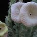 Hoodia g1 flower