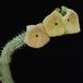 Hoodia gordonii PP20107