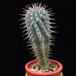 Hoodia macrantha MOP