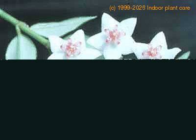 Hoya bella flower 1021