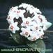 Hoya carnosa flower 1023