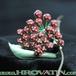 Hoya kentiana flower 1024