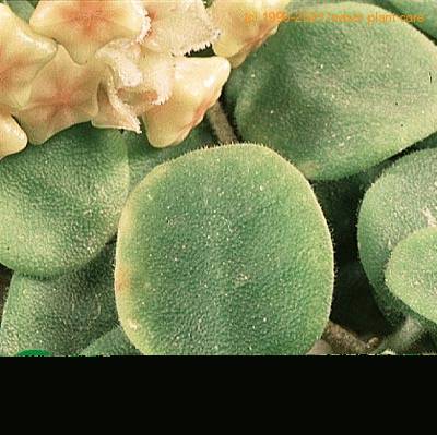Hoya serpens leaf 1364