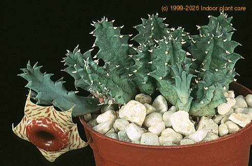 Huernia confusa 1190