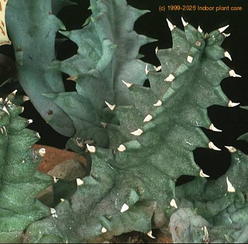 Huernia confusa 1192