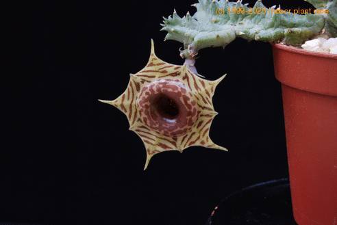 Huernia confusa SI