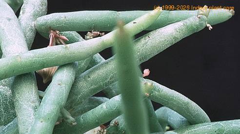 Huernia pendula-1379