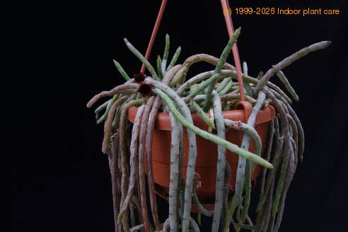 Huernia pendula-leaf