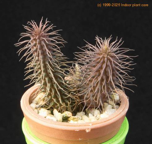 Huernia pillansii MOP