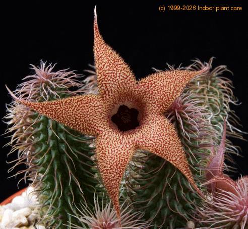 Huernia pillansii SIf1
