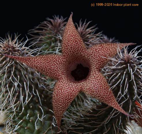 Huernia pillansii SIf2