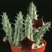 Huernia schneideriana 1310