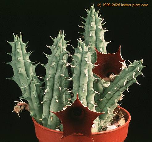 Huernia schneideriana 1310