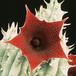 Huernia schneideriana 1311