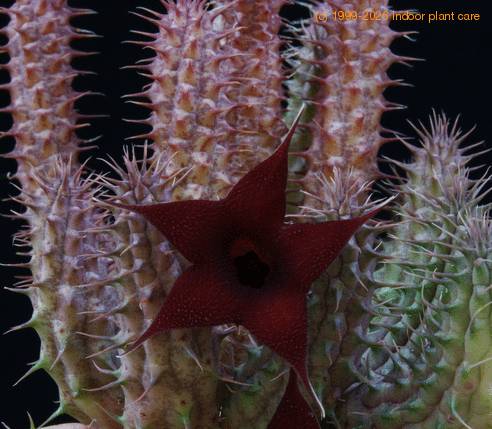 Huernia schneideriana SIf