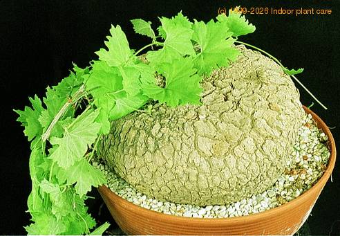 Ibervillea sonorensis 1637