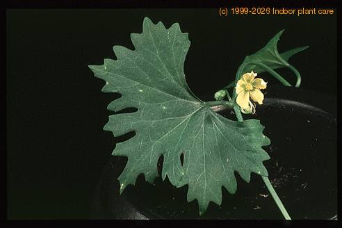 Ibervillea sonorensis 1664