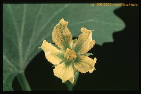 Ibervillea sonorensis 1667