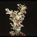 Ilex aquifolium 1952