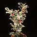 Ilex aquifolium 1952