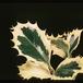 Ilex aquifolium 1953