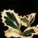 Ilex aquifolium flower 1953