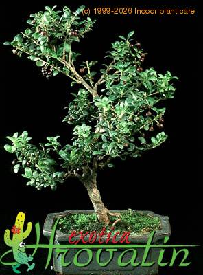 Ilex crenata  2638