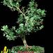 Ilex crenata  2638